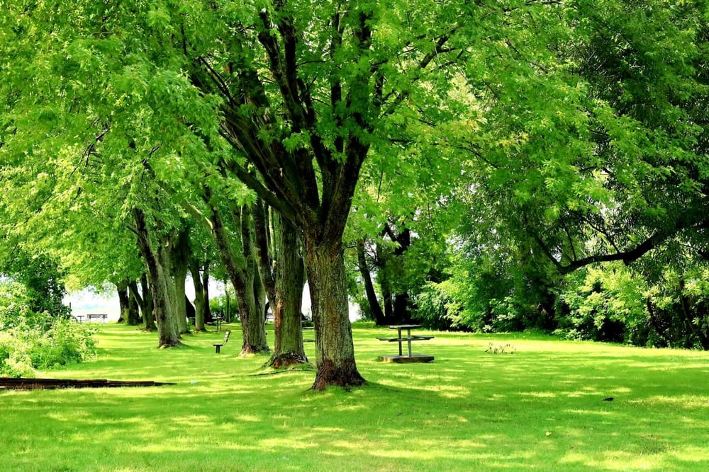 Behind Our Carbon Offsetting Approach